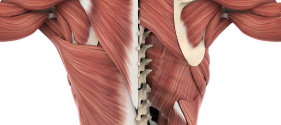 Muscles of the Back Anatomy isolated on white background. 3D render